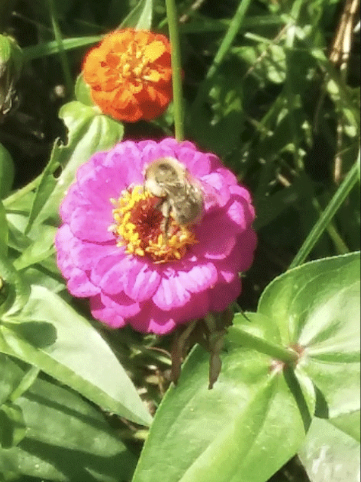  Eine Biene sammelt Nektar 